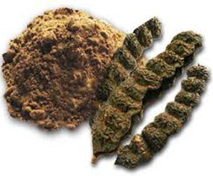 Acacia Concinna Extract