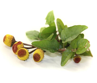 lavanyanutrascience- Acmella Oleracea Dry Extract