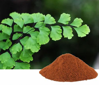 lavanyanutrascience- Adiantum Capillus Extract I Capillary Herb extract