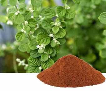lavanyanutrascience- Aerva Lanata extract Pola Pola extract
