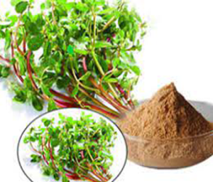 Bacopa Monnieri Extract I Neer Brahmi Extract