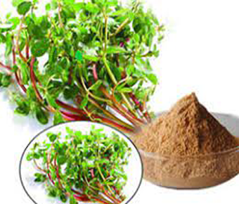 lavanyanutrascience- Bacopa Monnieri Extract