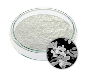 Bifidobacterium Longum