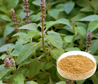 lavanyanutrascience-Forskolin