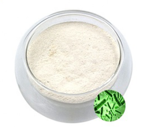 Lactobacillus Salivarius