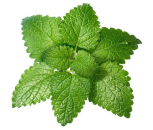 Lemon Balm Extract | Melissa Officinalis Extract