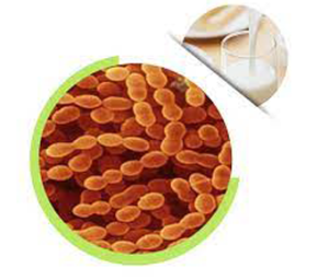 Streptococcus Thermophilus