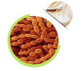 lavanyanutrascience-Streptococcus thermophilus