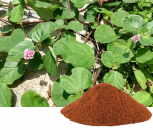 Boerhavia Diffusa Extract I Punarnava Extract