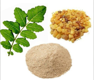 Boswellia Serrata Extract I Shallaki Extract
