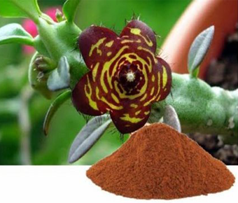 lavanyanutrascience- Caralluma Extract