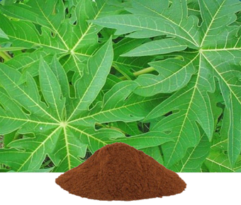lavanyanutrascience- Carica Papaya Extract
