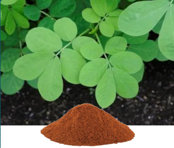 lavanyanutrascience- Cassia Tora Extract