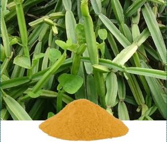 lavanyanutrascience- Cissus Quadrangularis Extract