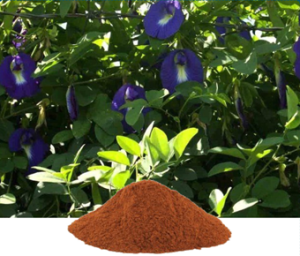 Convolvulus Pluricaulis Extract
