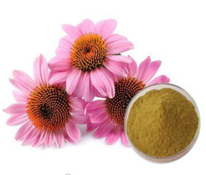 Echinacea purpurea