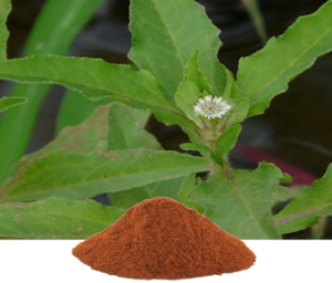 Eclipta Alba Extract
