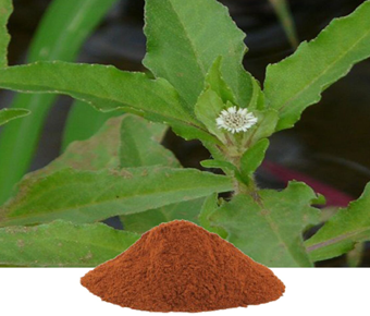 lavanyanutrascience- Eclipta Alba Extract