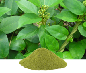 Gymnema Sylvestre Extract