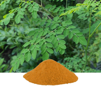 lavanyanutrascience- Moringa Oleifera Extract