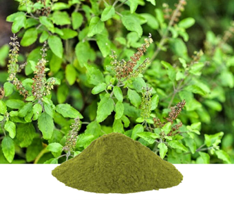 lavanyanutrascience- Ocimum Sanctum Extract