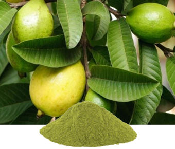 lavanyanutrascience- Psidium Guajava Extract
