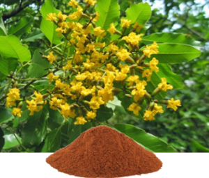 Pterocarpus Marsupium Extract