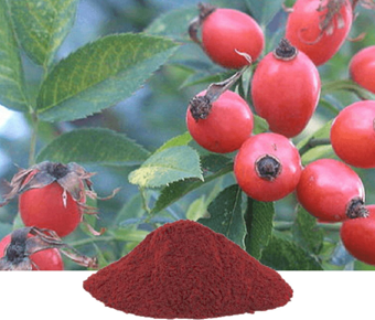 lavanyanutrascience- Rosa Canina Extract