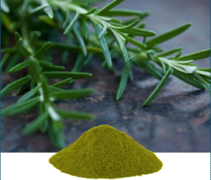 Rosmarinus Officnalis Extract