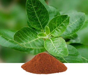 lavanyanutrascience- Vitex negundo Extract
