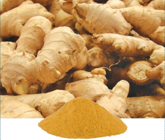lavanyanutrascience- Zingiber Officinale Extract