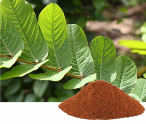 Cassia Alata Extract | Cassia Leaves Extract